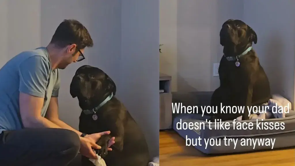 Cane Corso Berry Seeks Face Kisses, Hopes Rules Have Shifted