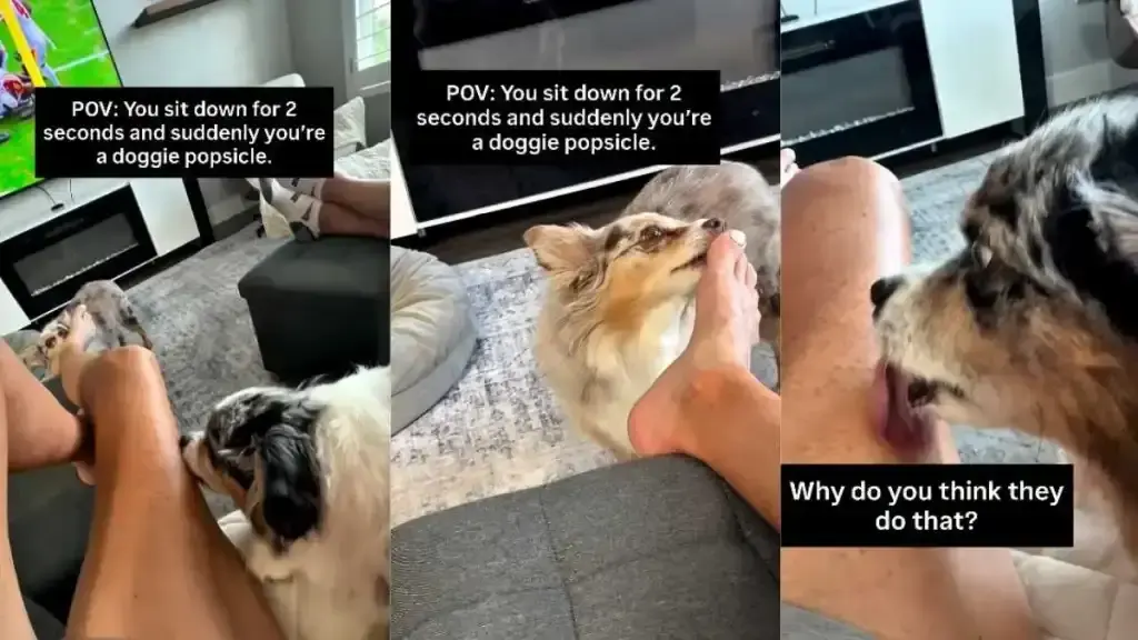 Canine Affection Overload: Dogs Turn Owner Into Human Popsicle