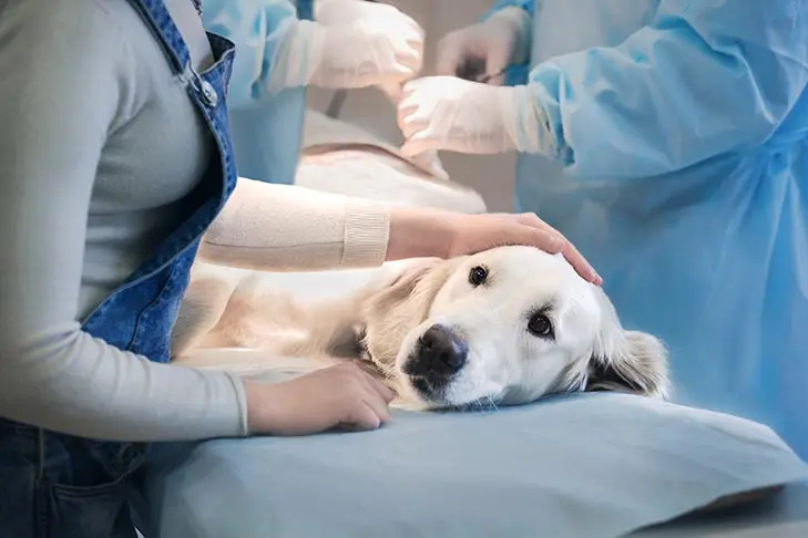 Understanding Dog Blood Types and Why They Matter for Transfusions