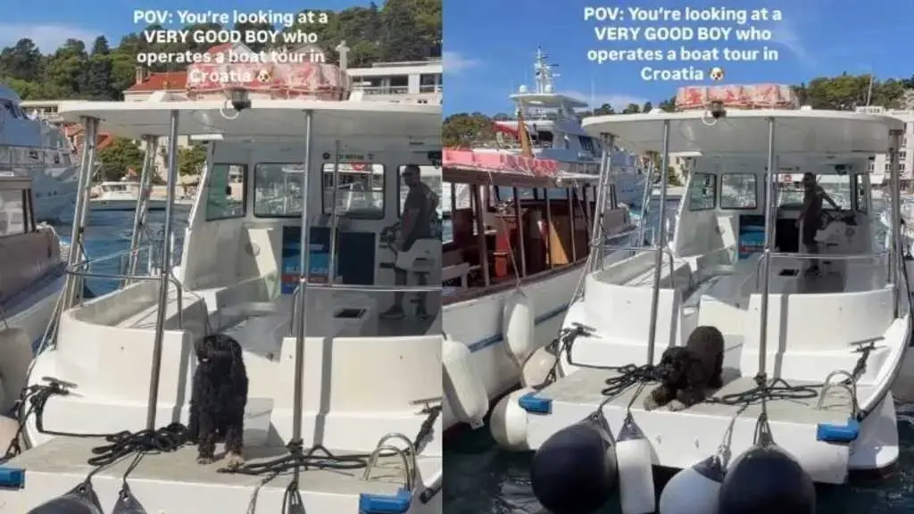 Canine Captain Steals the Show on Tokyo Boat Ride
