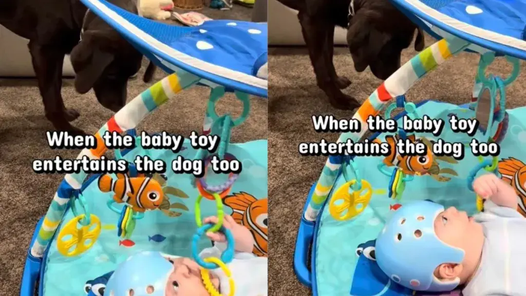Puppy Shares Deep Fascination With Baby Mirror Toys