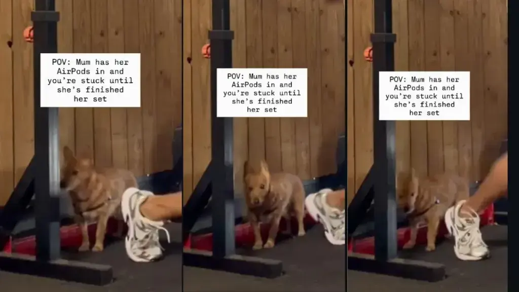 Canines and Resistance Training Collide at the Local Fitness Center