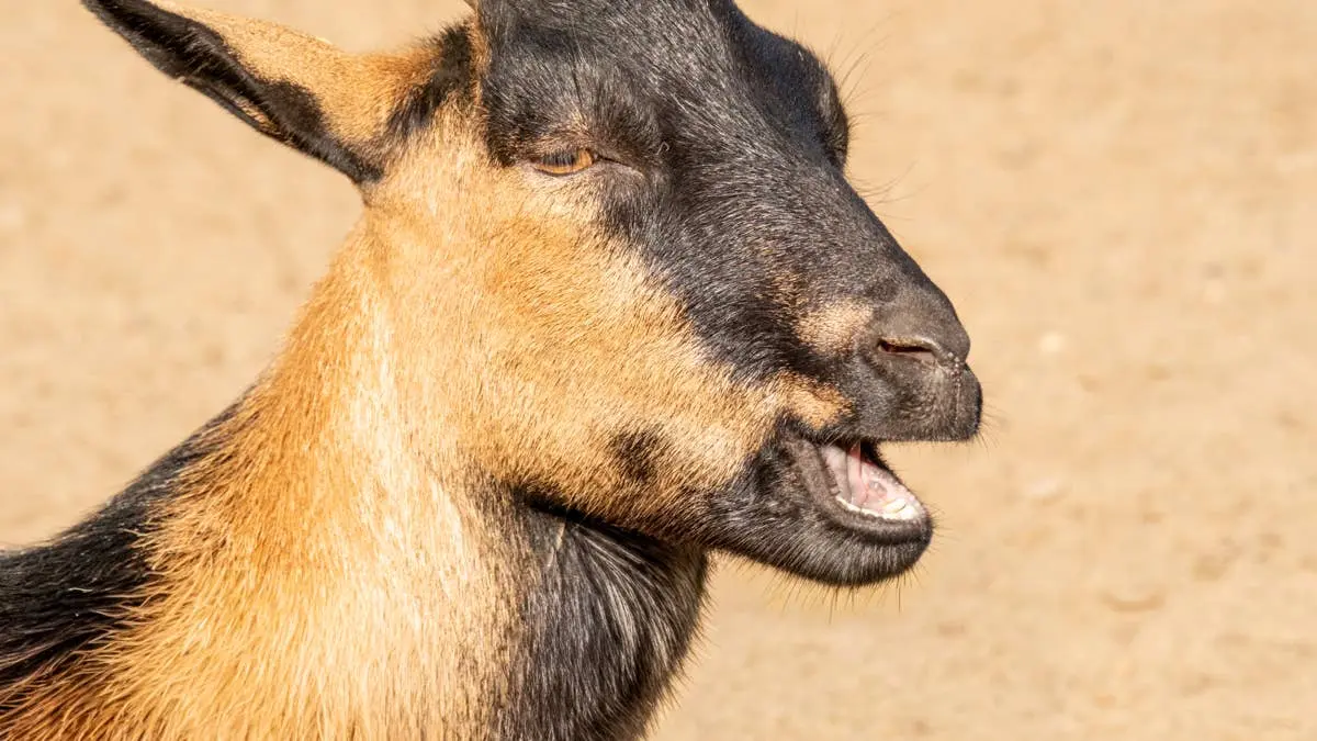 Goat’s Wild Outburst Over Stolen Spot Sends Farmmates Into Fits of Laughter