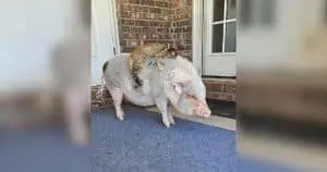 Tabby Cat and Pet Pig Share Playful Back‑Ride on Patio