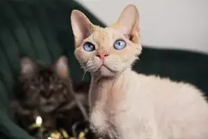 Cat Breeds Defined by Distinctive Ear Shapes and Structures