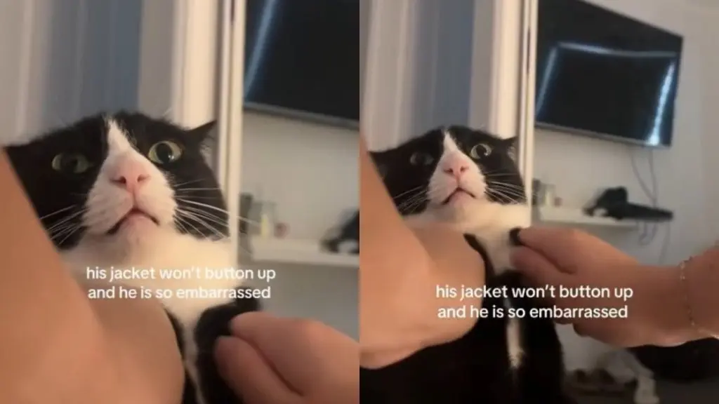 Cat Can't Fit Into His Jacket & His 'Embarrassed' Reaction Makes the Moment Even Funnier