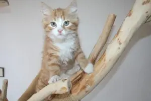Understanding the Distinction Between Feline Coat Patterns and Genetic Breeds
