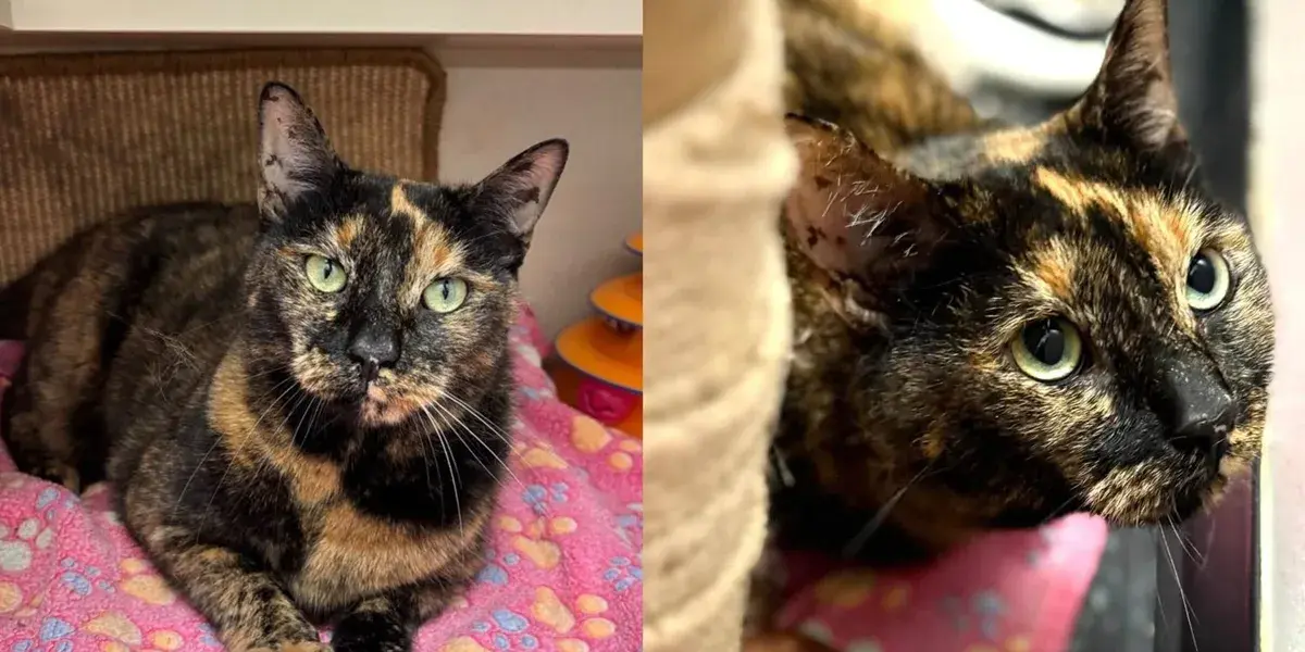 Cat Left Outside a Shelter Leans Into Every Hand as If No One Ever Let Her Down