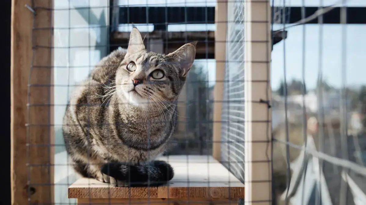 Cat Mom Transforms Tiny Balcony Into Luxurious DIY Catio