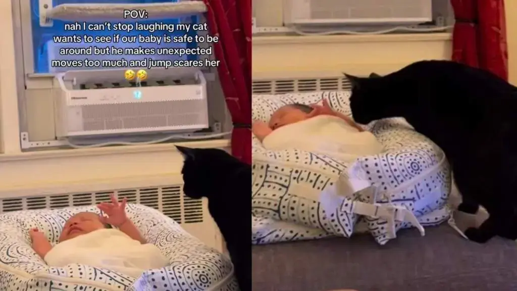 Cat Startled by Sudden Movement of Newborn Sibling