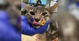 Cat Survives 10-Story Fall After Cicada Chase in Houston