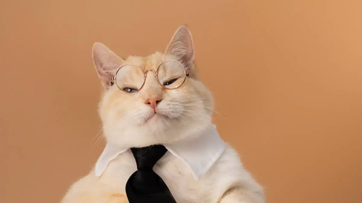 Cat's 10 Rules for Life Are Somehow Better Than Most Self-Help Books
