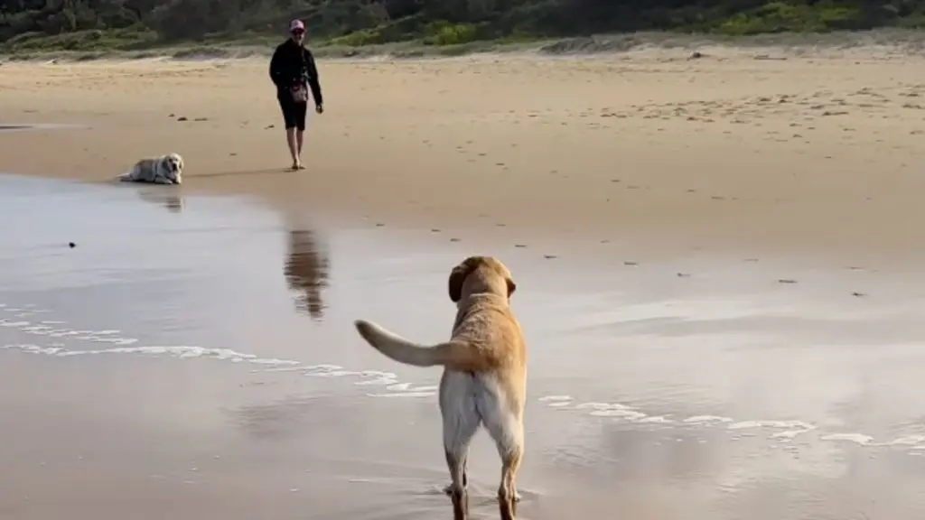 Cautious Labrador Takes Time to Warm Up to New Beach Buddy