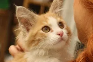 Decoding the Secret Language of Cat Blinks