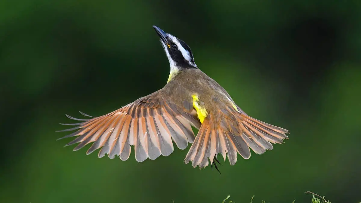 If You Hear „Kis-Ka-Dee,” Look Up Because Experts Say You May Have a Rare Visitor in Your Yard