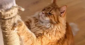 Best Cat Scratching Posts of 2026: 15 Picks for Happy Felines