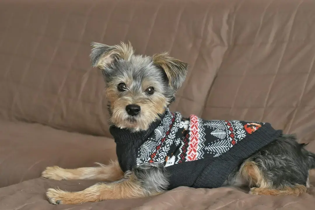 Chilly Dog Sweaters Offer Cozy Comfort for Large-Breed Dogs