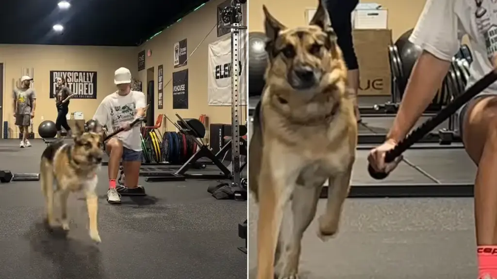 German Shepherd Attempts Gym Walk, Triggers Unexpected Reflex Reaction