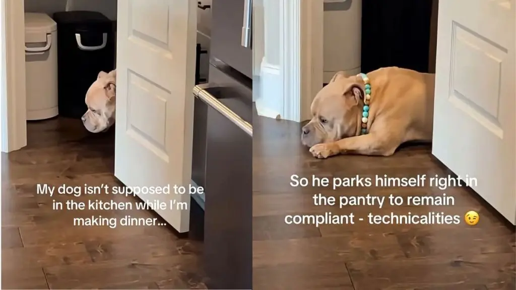 Clever Dog Finds Hilarious Loophole to Boundary Rule