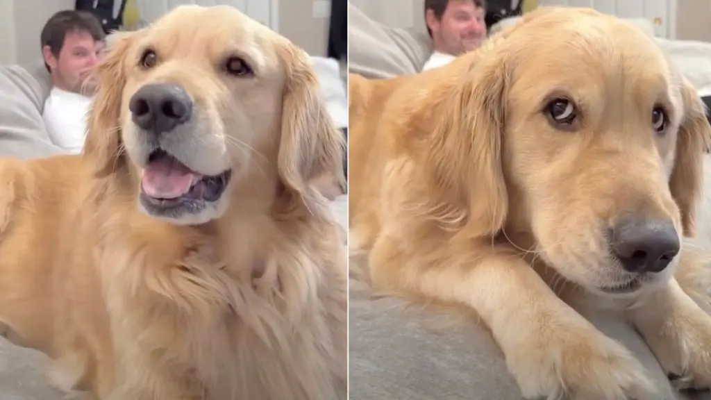 Comet the Golden Retriever Blames Dad for Late Arrival Home