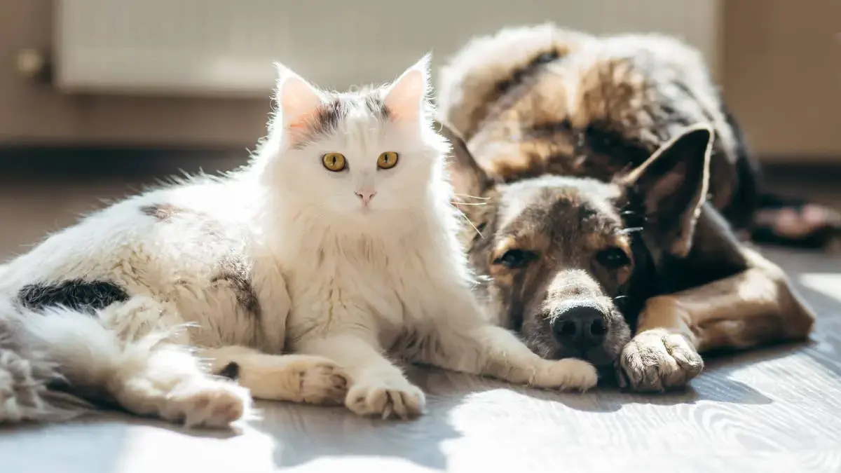 Common Household Pets May Affect Child Well-Being
