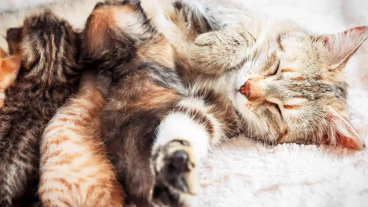 Co‑Parenting Cat: Cherry Turns Grief into Care for Penny’s Newborns