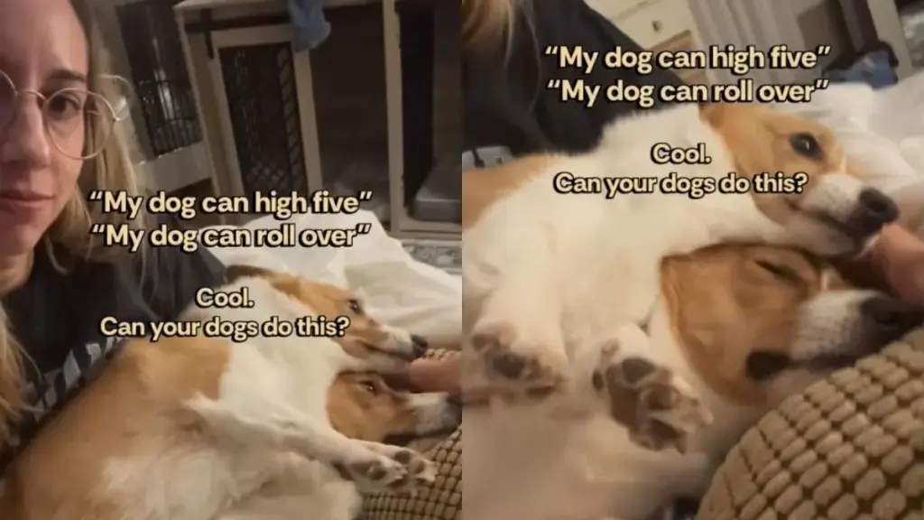 Corgi Mom Prefers Her Son as a Living Pillow