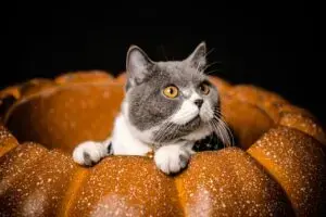 Cozy Autumn Essentials Transform Cats’ Comfort Zones