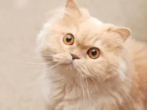 Exploring the Genetics Behind Uncommon Feline Coats