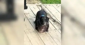 Frank the Tank Finds New Life After Weight Loss Journey