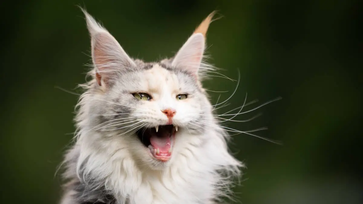 Why Maine Coon Cats Communicate With Chirps Instead of Meows