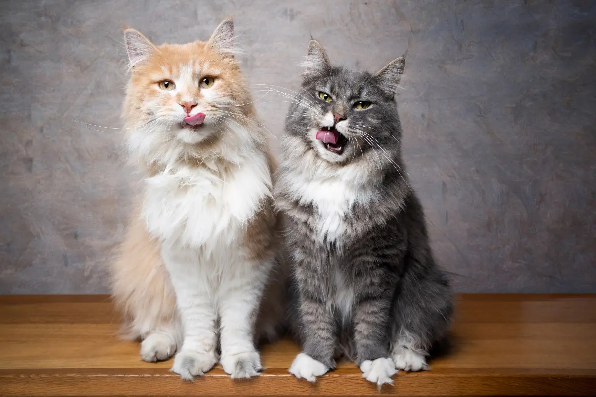 Identifying Maine Coon Ancestry in Domestic Cats