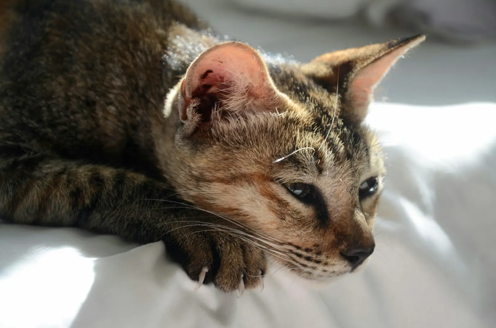 Your Cat's Silent Suffering: Everyday Habits That Hurt Their Feelings