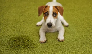 Simple Home Strategy May Reduce Dog UTIs Without Costly Treatments