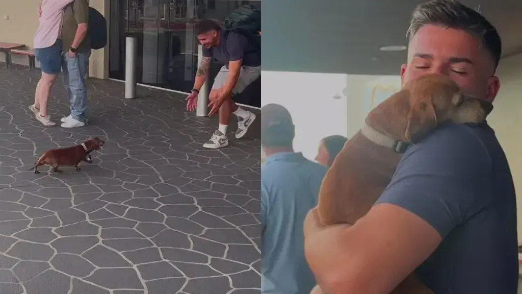 Dachshund Showering Dad With Kisses After Yearlong Separation Goes Viral