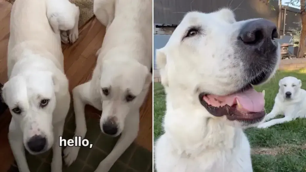 Dad Distinguishes Twin-Looking Rescue Dogs With Ease