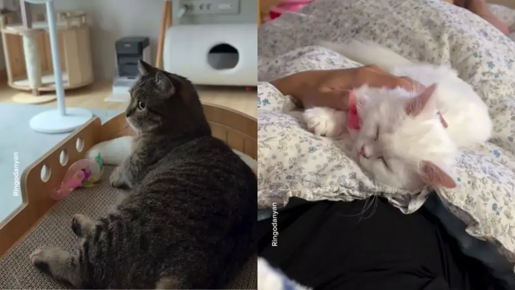 Dad’s Different Bonds With His Two Cats