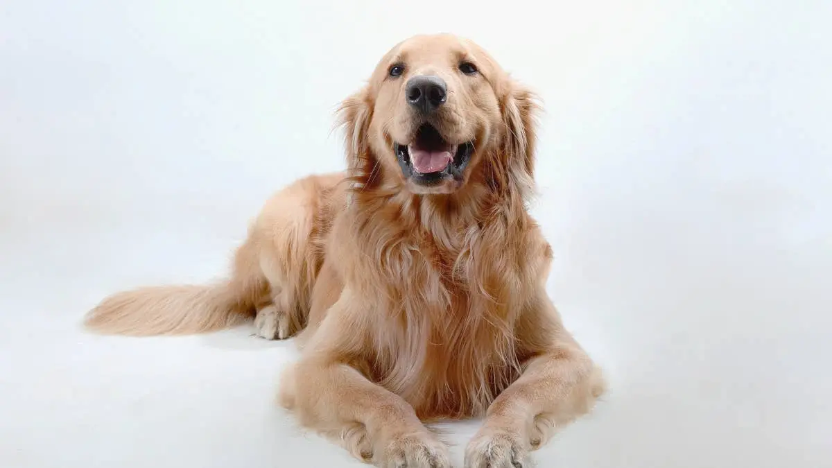 Golden Retriever Becomes Unlikely Nanny to Rescue Kittens