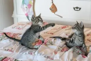 Why Cats Deliver Toys To Owners