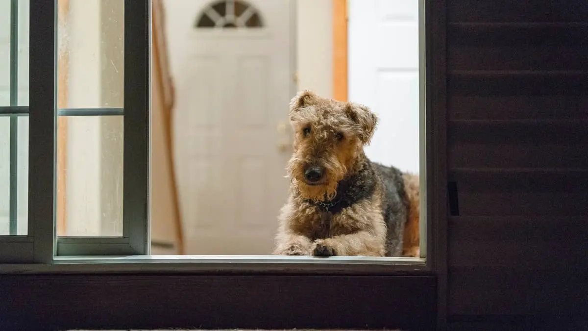 Why Your Dog Might Be Afraid to Go Outside at Night