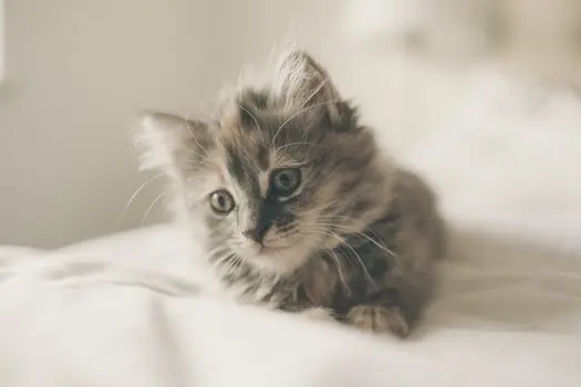 Ask A Vet: Why Does My Cat Attack My Feet Under The Covers, And How To Stop It