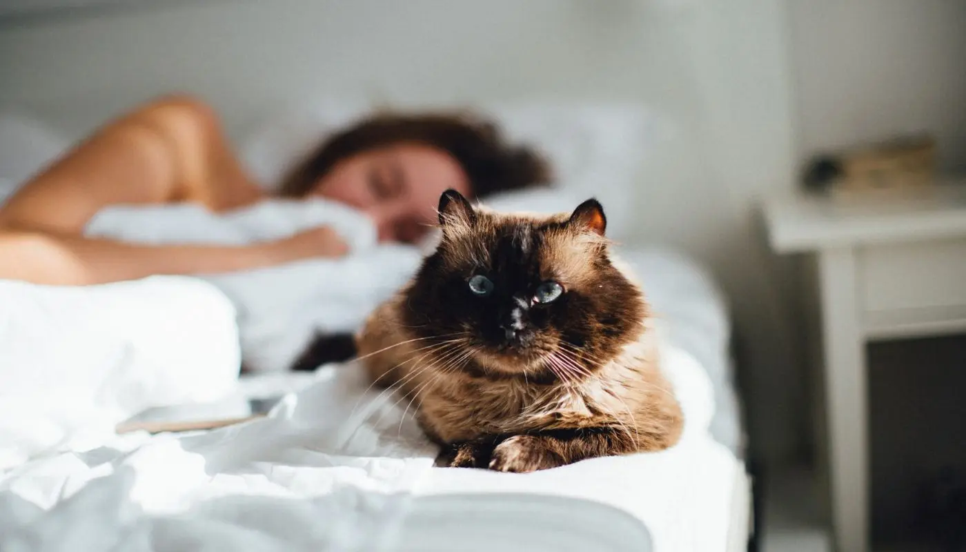 Why Cats Choose to Sleep Beside Their Owners