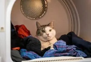 Why Cats Choose Folded Laundry Over Their Own Beds