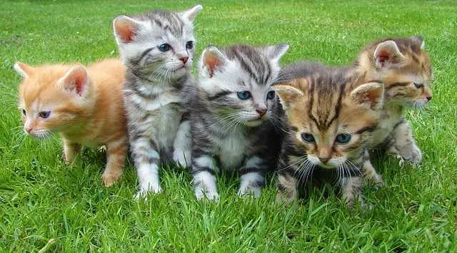 Kitten Eye Color: Why Newborns Are Born With Blue Eyes