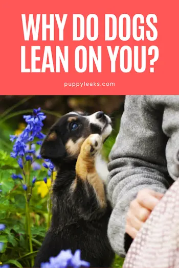 Why Dogs Lean on Their Owners: Affection, Security and Communication
