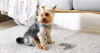 Why Does My Dog Urinate In Strange Locations Around The House?