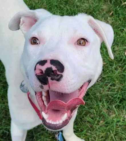 Deaf Aussie Mix Seeks Forever Home in Colorado