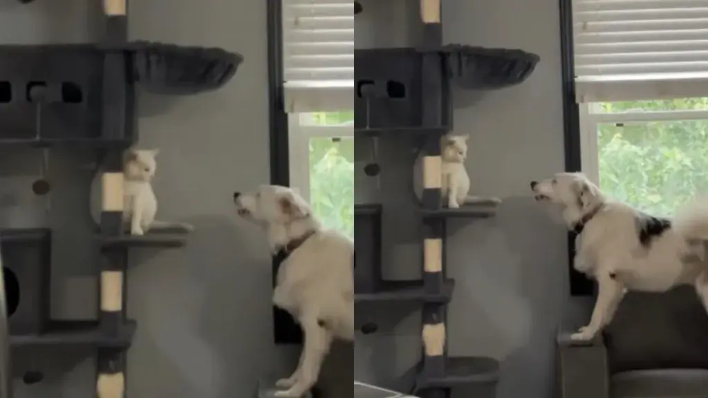Deaf Dog and Deaf Cat Engage in Silent Standoff at Home