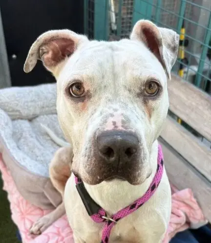 Deaf Adoptable Lucy Seeks Forever Home