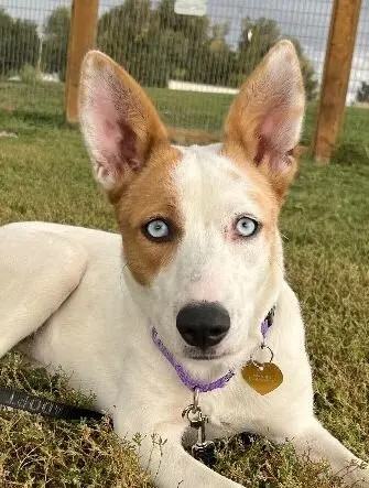 One‑Year‑Old Deaf Dog Mipha Seeks Forever Home